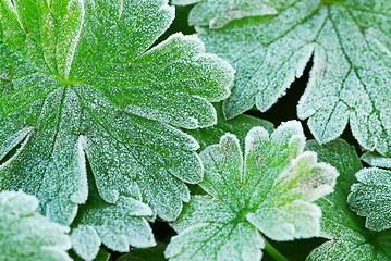 Image showing Frosty leaves