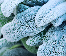 Image showing Frosty leaves