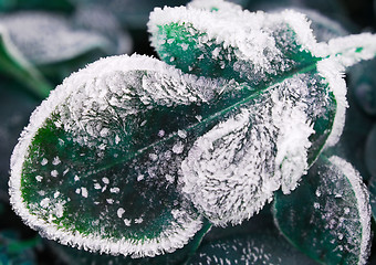 Image showing Frosty leaf