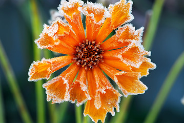 Image showing Frosty flower