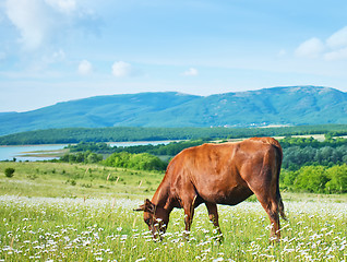 Image showing field