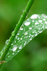 Image showing Raindrops on grass