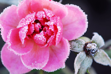 Image showing Icy rose