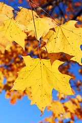 Image showing Fall maple leaves