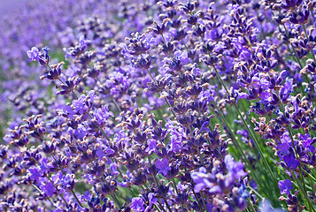 Image showing lavender