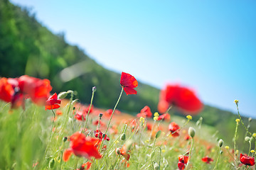Image showing poppies