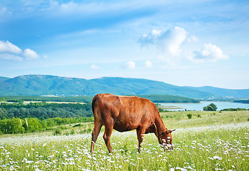 Image showing field