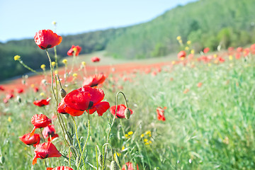 Image showing poppies