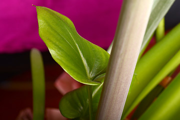 Image showing Fresh green leaf macro close up