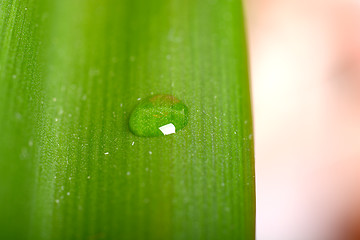 Image showing Water drops on fresh green leaf, isolated on white