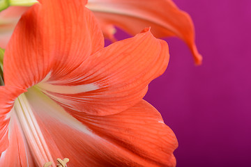 Image showing beautiful pink gladiolus, close up