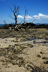 Image showing tree in andilana 