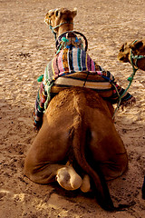 Image showing camels