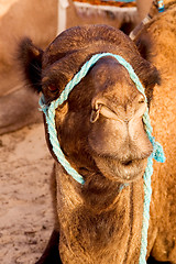 Image showing camel  in the sahara\'s desert