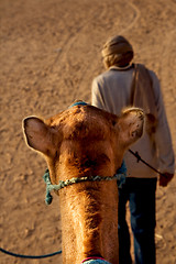 Image showing man and camel