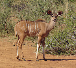 Image showing Antelope in South Africa