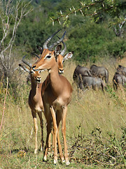 Image showing Impalas