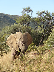 Image showing Elephant in South Africa