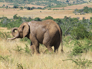 Image showing Elephant in South Africa