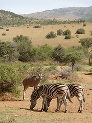 Image showing Zebras and Antelopes in Southafrica