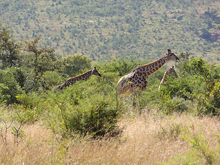Image showing giraffe in South Africa