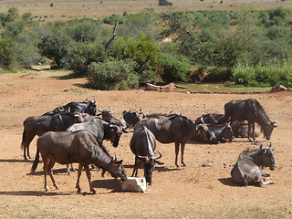 Image showing Wildebeests in South Africa