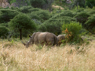 Image showing White rhinoceros