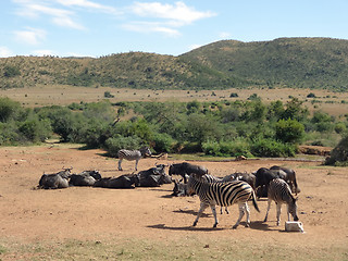 Image showing Zebras and Antelopes in Southafrica