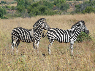 Image showing Zebras in Southafrica