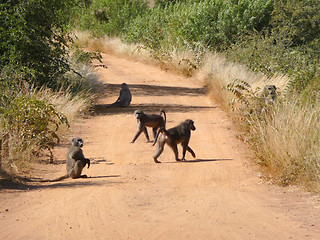 Image showing Baboon on savannah road