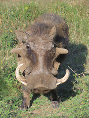 Image showing Warthog in South Africa