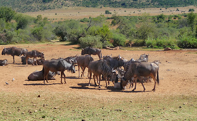 Image showing Wildebeests in South Africa