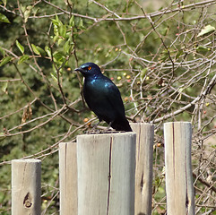 Image showing glossy starling