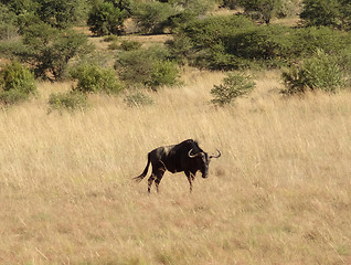 Image showing Wildebeest in South Africa