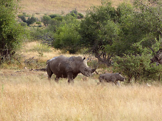 Image showing White rhinoceros