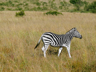 Image showing Zebra in Southafrica