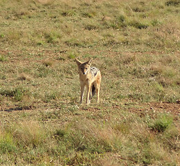 Image showing Jackal