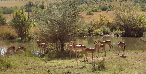 Image showing Impalas