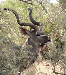 Image showing Antelope in South Africa