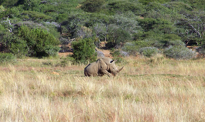 Image showing White rhinoceros