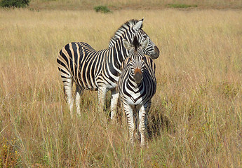 Image showing Zebras in Southafrica