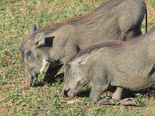 Image showing Warthogs in South Africa