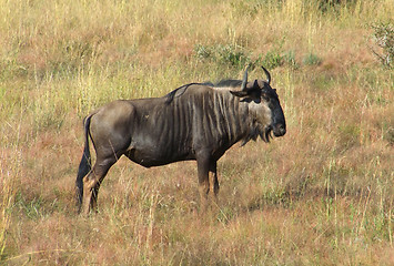 Image showing Wildebeest in South Africa