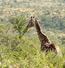 Image showing giraffe in South Africa