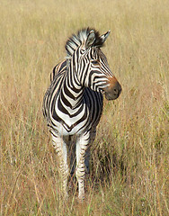 Image showing Zebra in Southafrica