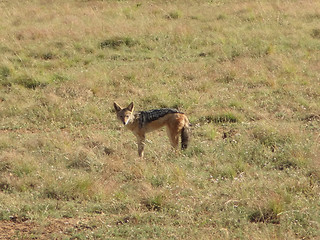 Image showing Jackal