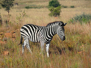 Image showing Zebra in Southafrica