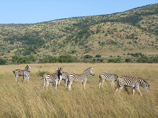 Image showing Zebras in Southafrica