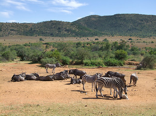 Image showing Zebras and Antelopes in Southafrica