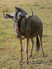 Image showing Wildebeest in South Africa